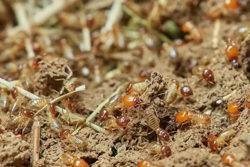 Quel est le prix d'un diagnostic termites pour vendre son bien ?